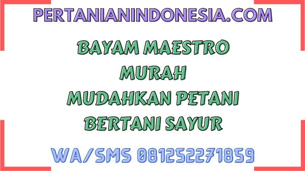 Bayam Maestro Murah Mudahkan Petani Bertani Sayur